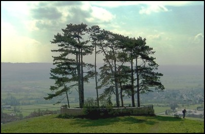 The clump of trees on Wootton Hill overlooking the town of Wootton under Edge.